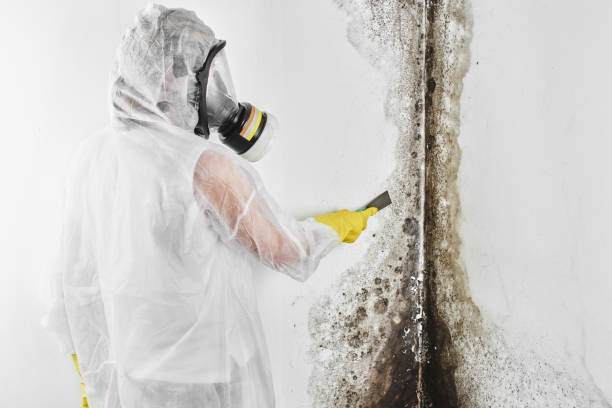 Best DIY Mold Remediation Support Services in Muskego, WI