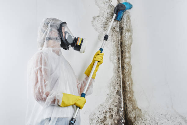 Professional Mold Remediation in Muskego, WI