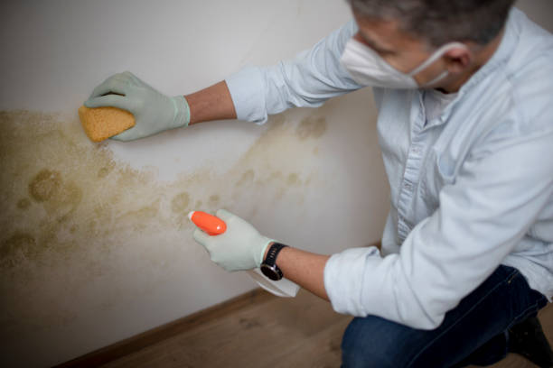 Best Attic Mold Remediation in Muskego, WI