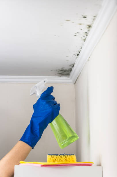 Best Industrial Mold Remediation in Muskego, WI